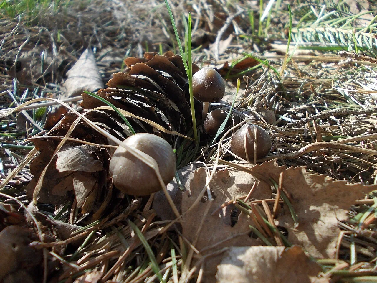 Mycena strobilicola (Mycena strobilicola) — photo mycologique