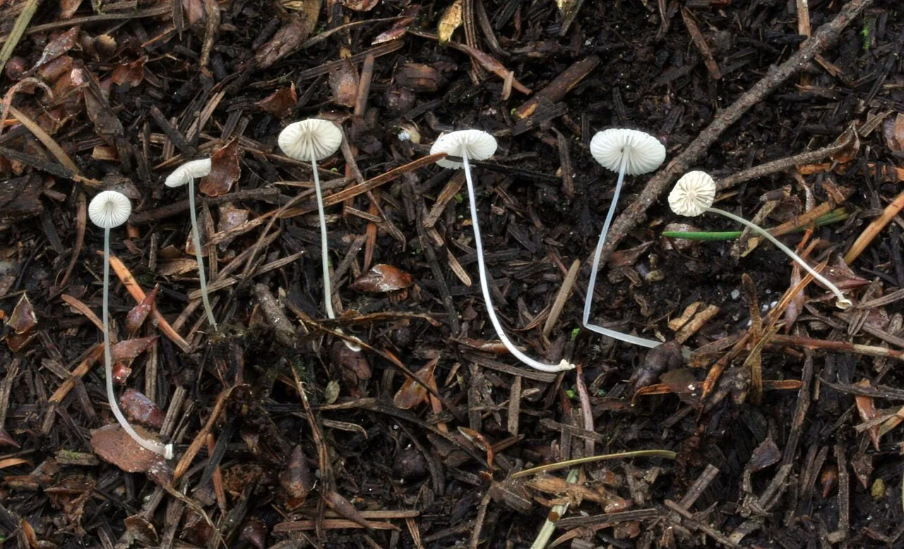 Mycena stylobates (Mycena stylobates) — photo mycologique