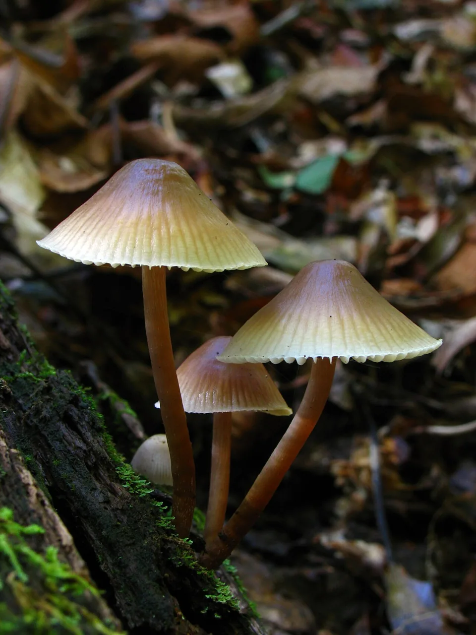 Mycena subalbida (Mycena subalbida) — photo mycologique