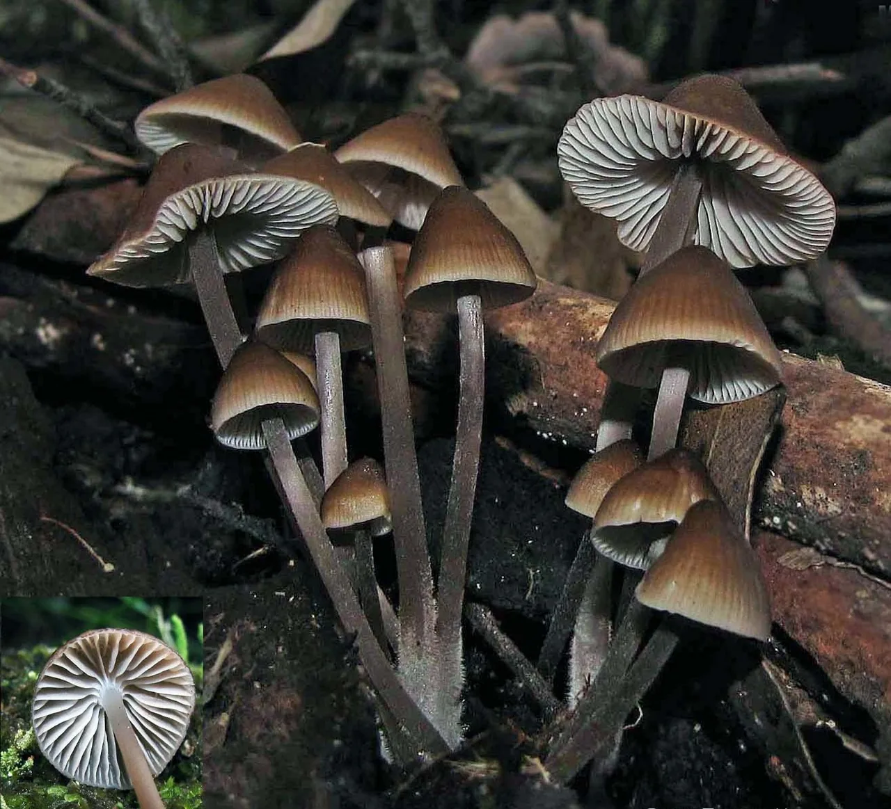 Mycena subgalericulata (Mycena subgalericulata) — photo mycologique