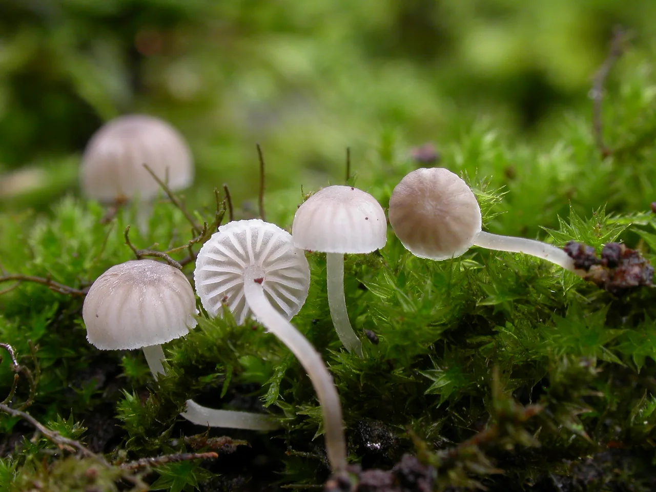Mycena supina (Mycena supina) — photo mycologique
