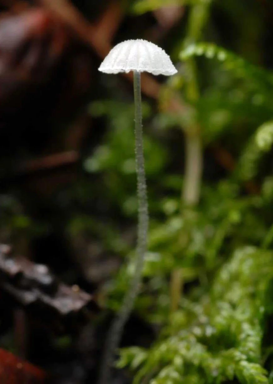 Mycena tenerrima (Mycena tenerrima) — photo mycologique