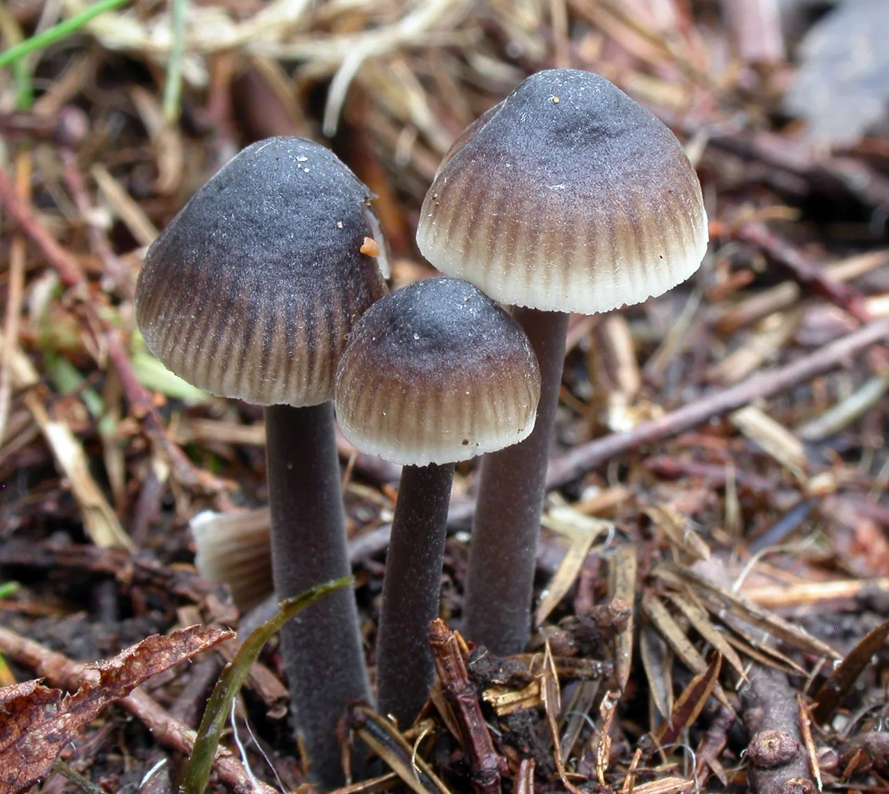 Mycena ustalis (Mycena ustalis) — photo mycologique