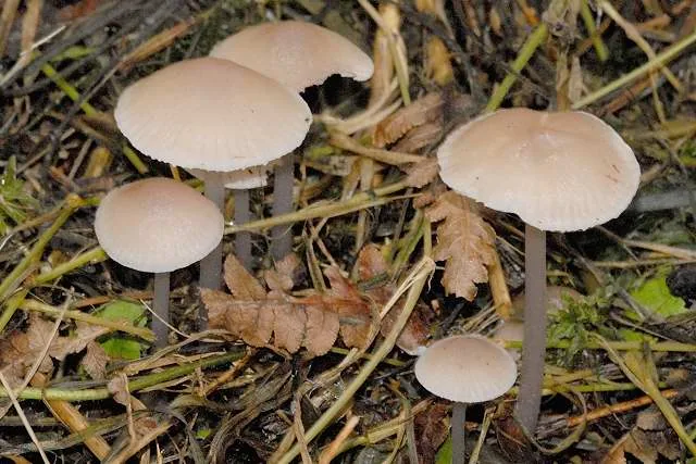 Mycena vitilis (Mycena vitilis) — photo mycologique