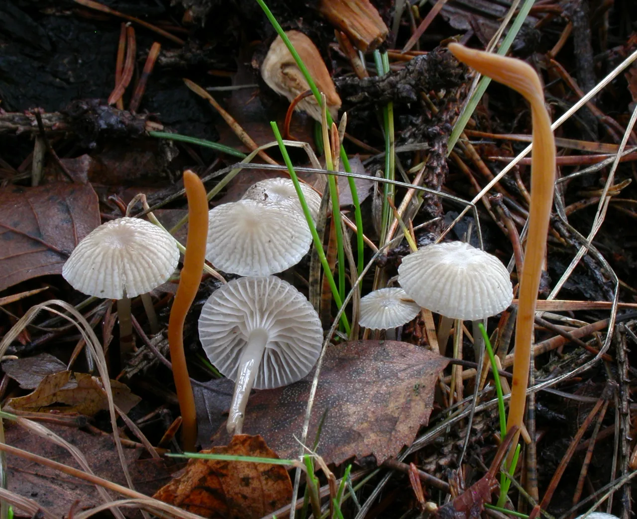 Mycena vulgaris (Mycena vulgaris) — photo mycologique