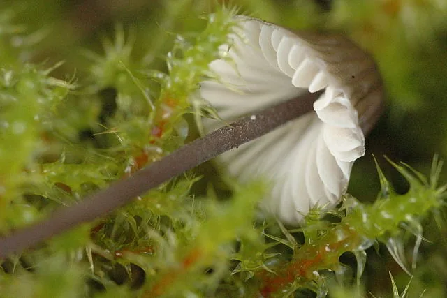 Mycenella bryophila (Mycenella bryophila) — photo mycologique