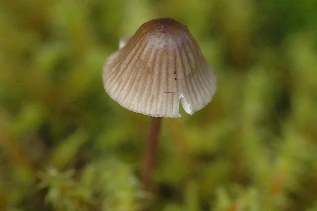 Mycenella margaritispora (Mycenella margaritispora) — photo mycologique