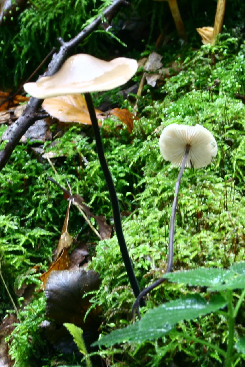 Mycetinis alliaceus (Mycetinis alliaceus) — photo mycologique