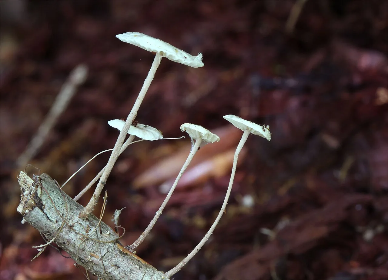 Mycetinis querceus (Mycetinis querceus) — photo mycologique