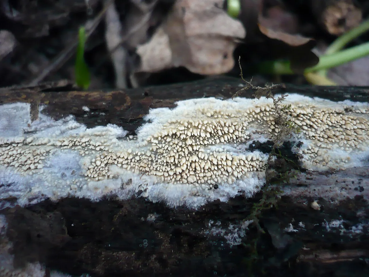 Mycoacia fuscoatra (Mycoacia fuscoatra) — photo mycologique