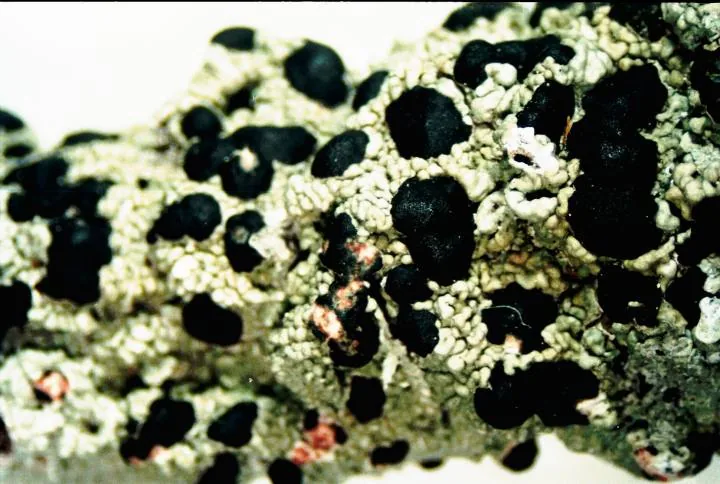 Mycoblastus coniophorus (Mycoblastus coniophorus) — photo mycologique