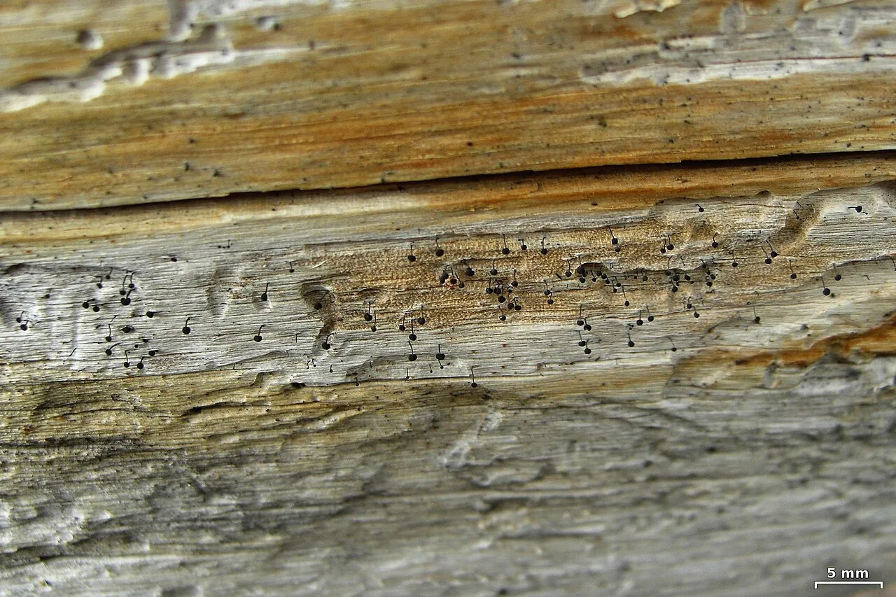 Mycocalicium victoriae (Mycocalicium victoriae) — photo mycologique
