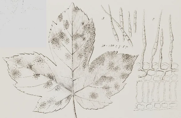Mycocentrospora verrucosa (Mycocentrospora verrucosa) — photo mycologique