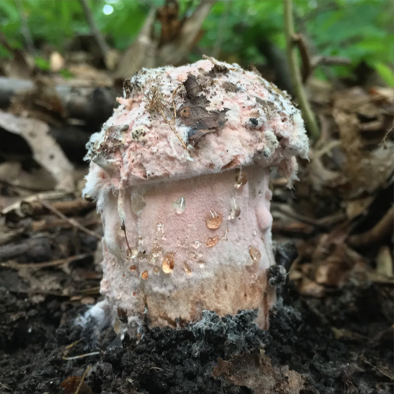 Mycogone rosea (Mycogone rosea) — photo mycologique