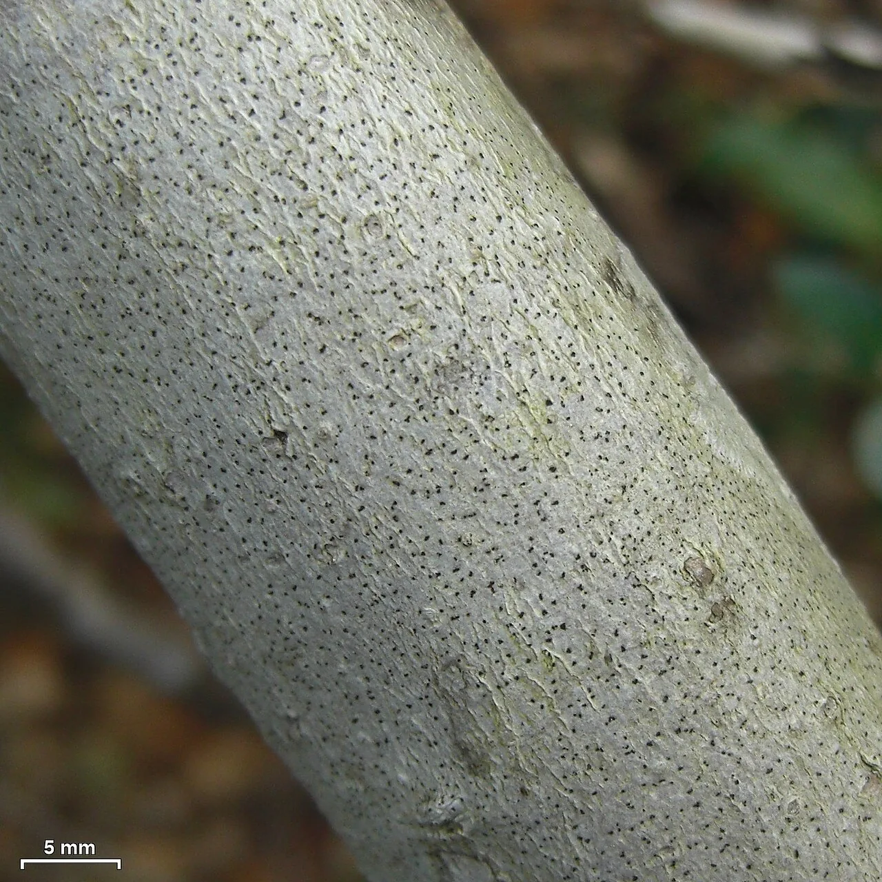 Mycoporellum difforme (Mycoporellum difforme) — photo mycologique