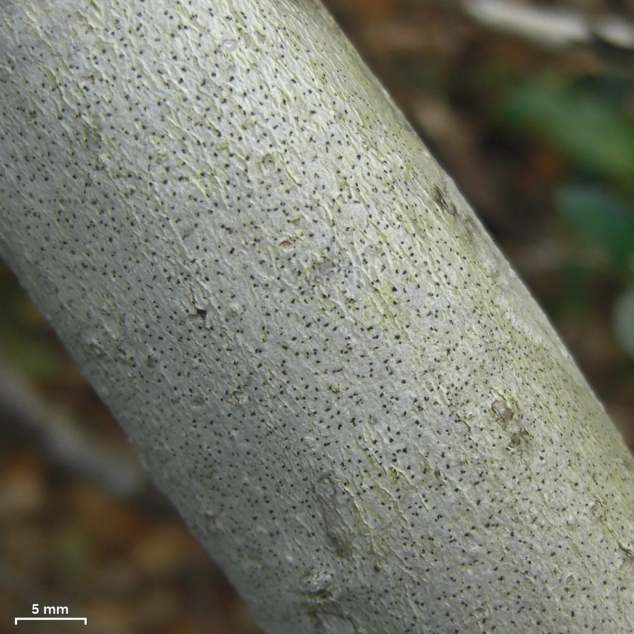Mycoporellum leucoplacum (Mycoporellum leucoplacum) — photo mycologique
