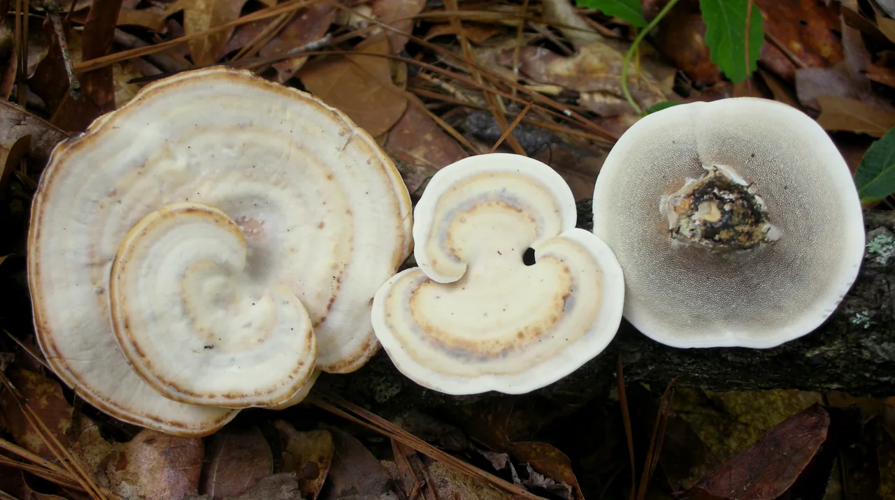 Mycorrhaphium stereoides (Mycorrhaphium stereoides) — photo mycologique