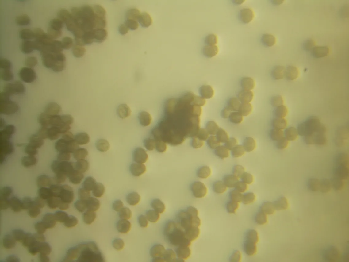 Mycosarcoma pachycarpum (Mycosarcoma pachycarpum) — photo mycologique