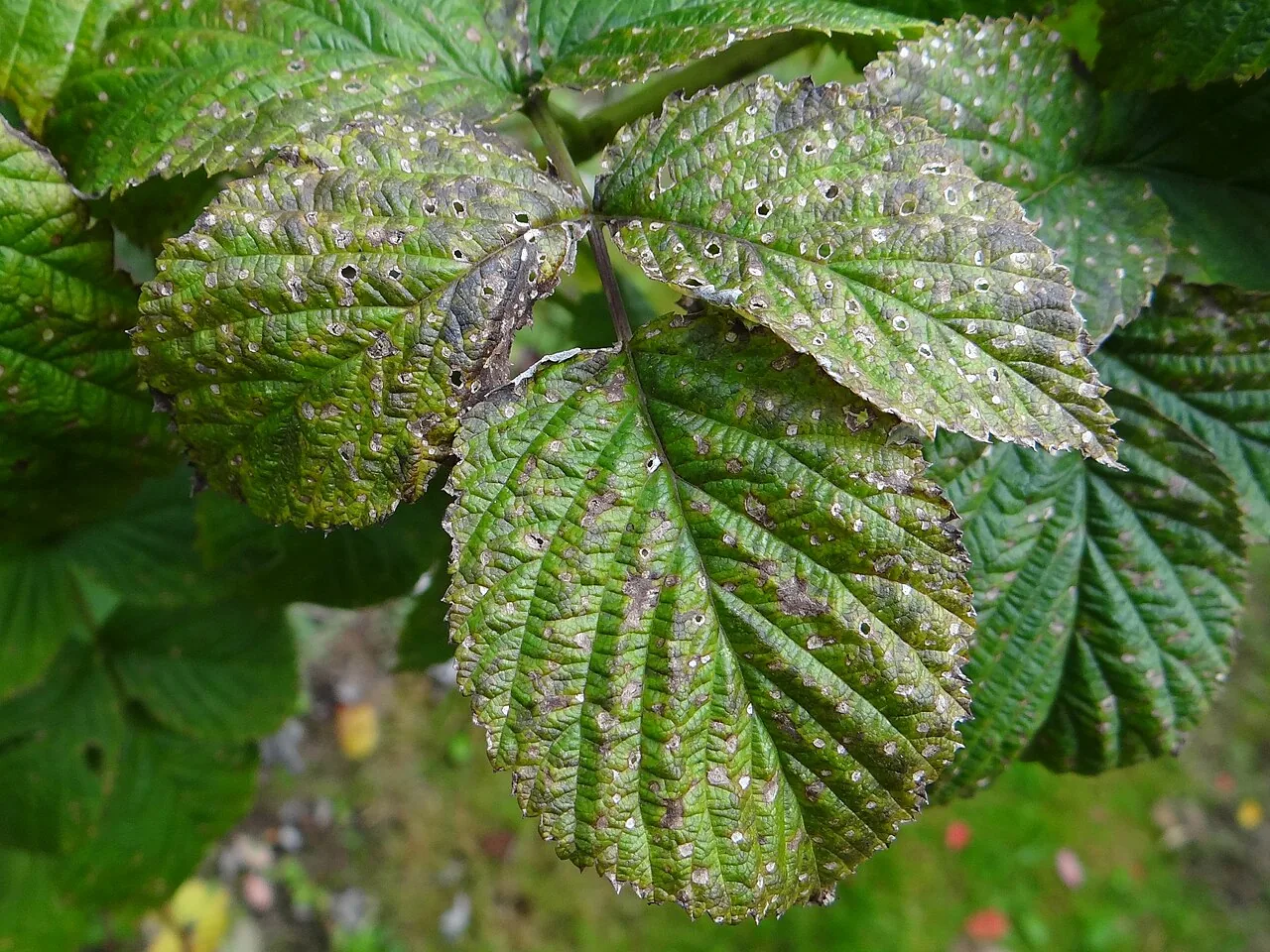 Mycosphaerella rubi (Mycosphaerella rubi) — photo mycologique