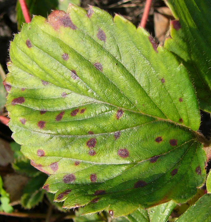 Mycosphaerella weigelae (Mycosphaerella weigelae) — photo mycologique