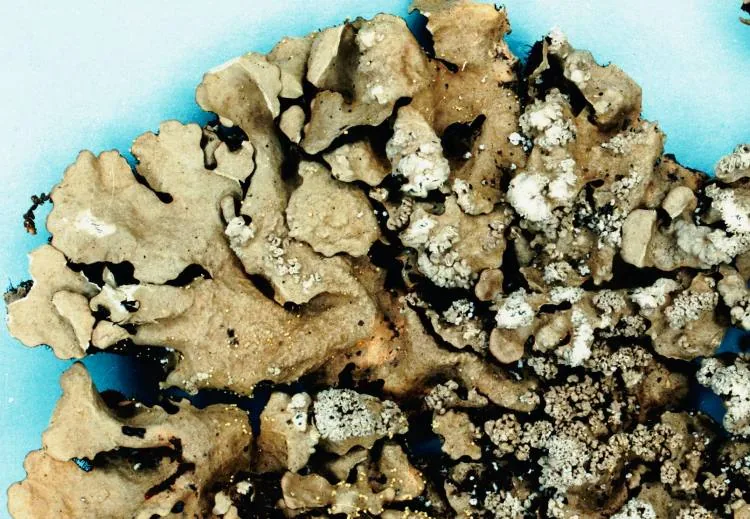 Myelochroa aurulenta (Myelochroa aurulenta) — photo mycologique