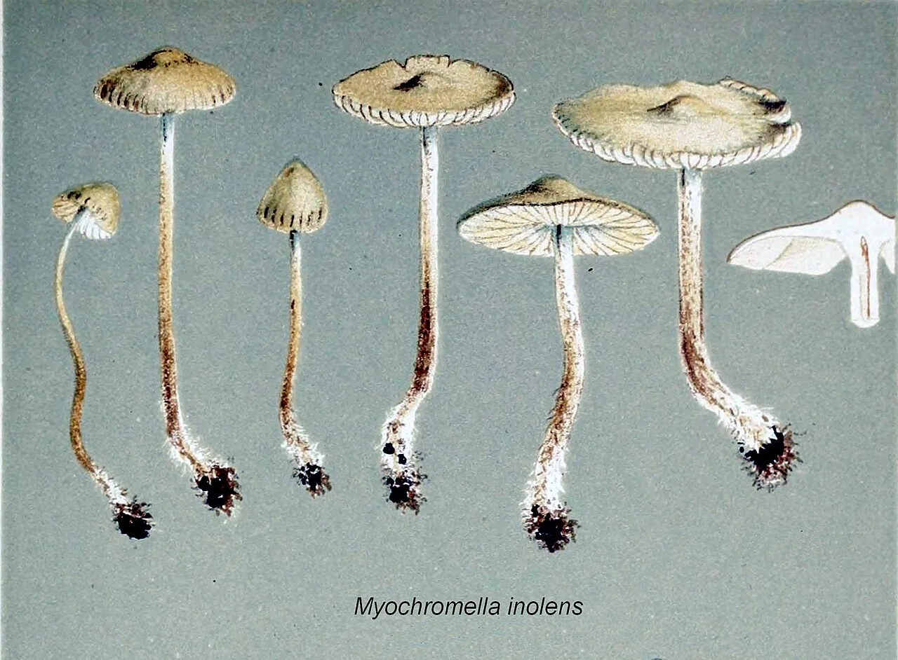 Myochromella inolens (Myochromella inolens) — photo mycologique