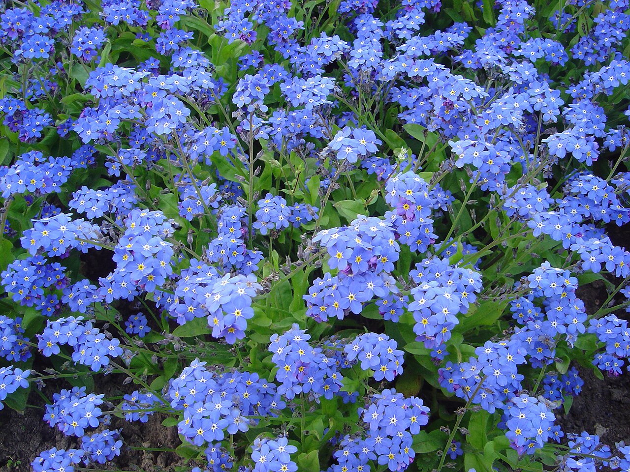 Myosotis (Myosotis) — photo botanique
