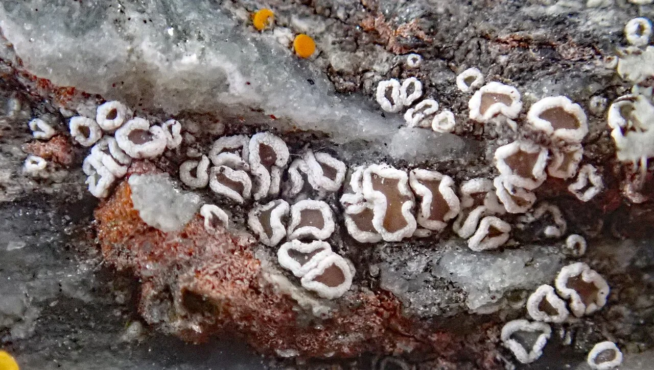 Myriolecis zosterae (Myriolecis zosterae) — photo mycologique