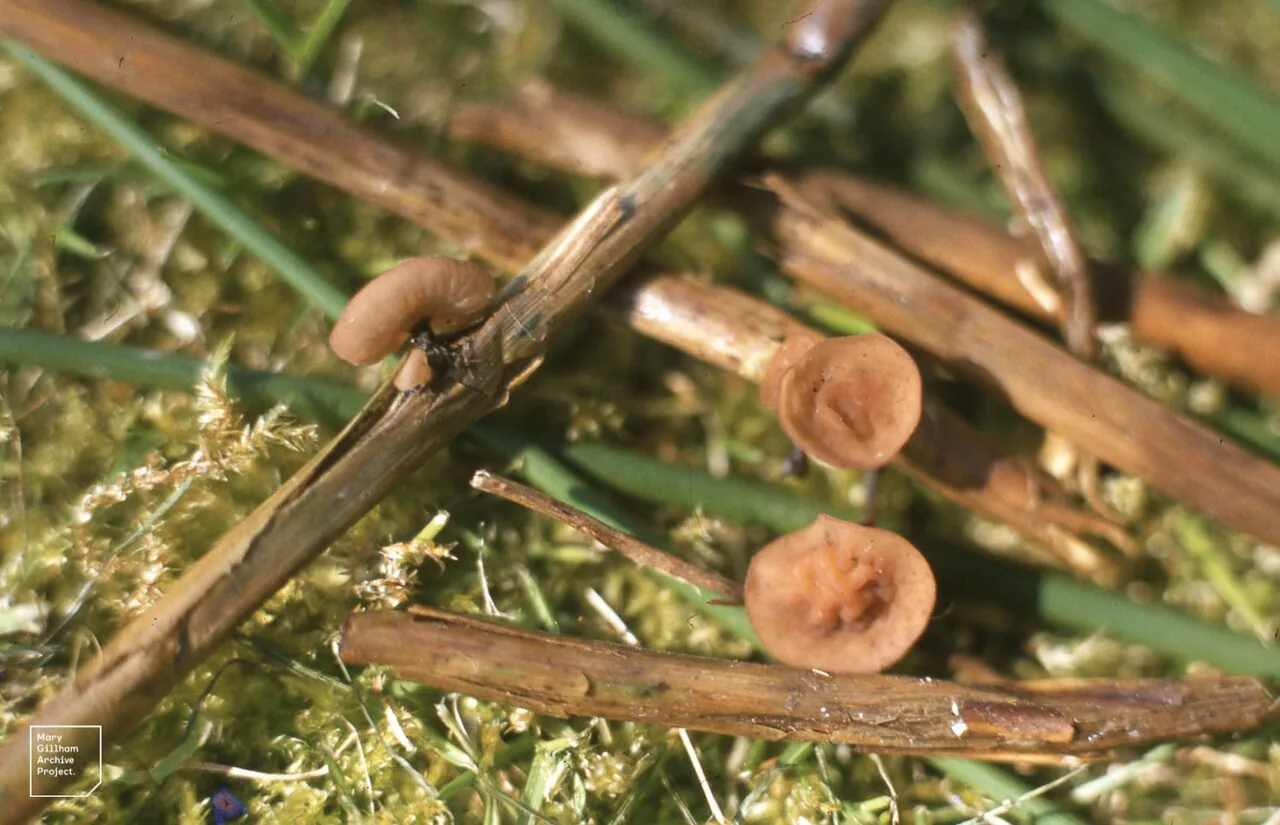 Myriosclerotinia curreyana (Myriosclerotinia curreyana) — photo mycologique