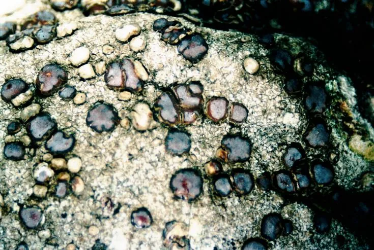 Myriospora rhagadiza (Myriospora rhagadiza) — photo mycologique