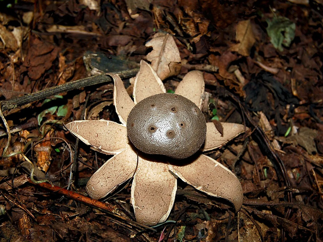 Myriostoma australianum (Myriostoma australianum) — photo mycologique