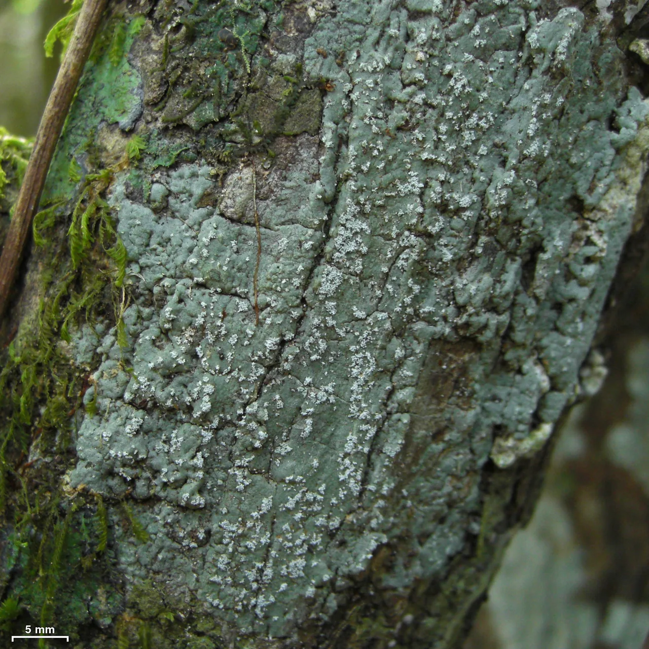 Myriotrema scabridum (Myriotrema scabridum) — photo mycologique