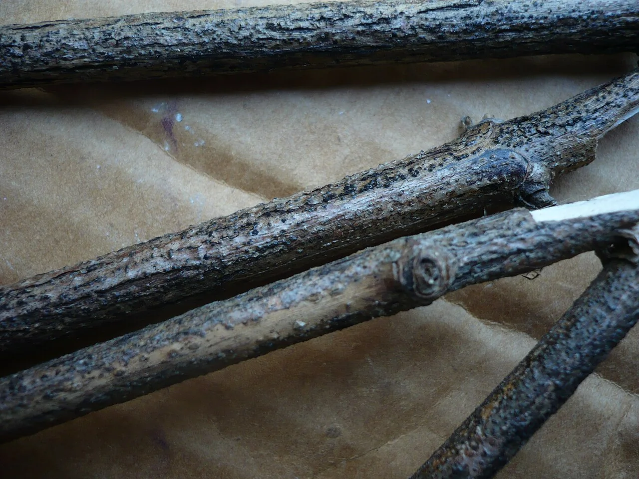 Myrmaecium rubricosum (Myrmaecium rubricosum) — photo mycologique