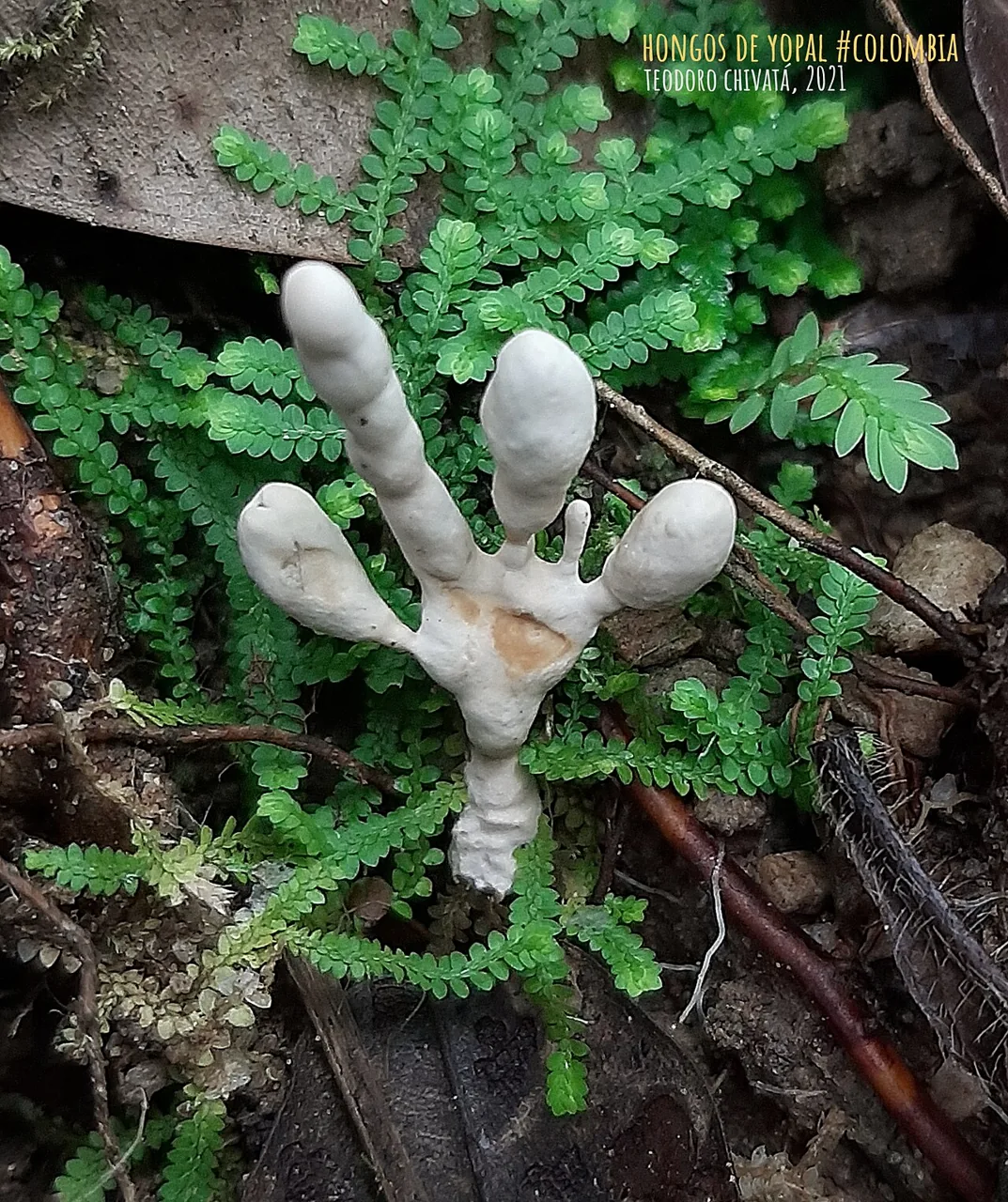 Myrmecopterula moniliformis (Myrmecopterula moniliformis) — photo mycologique
