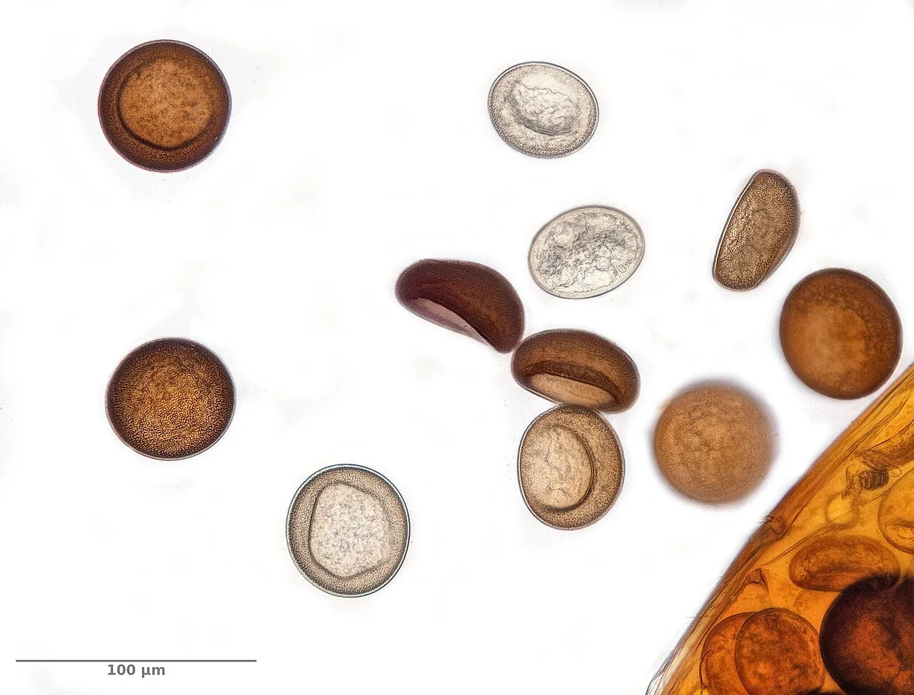 Myrmicinosporidium durum (Myrmicinosporidium durum) — photo mycologique