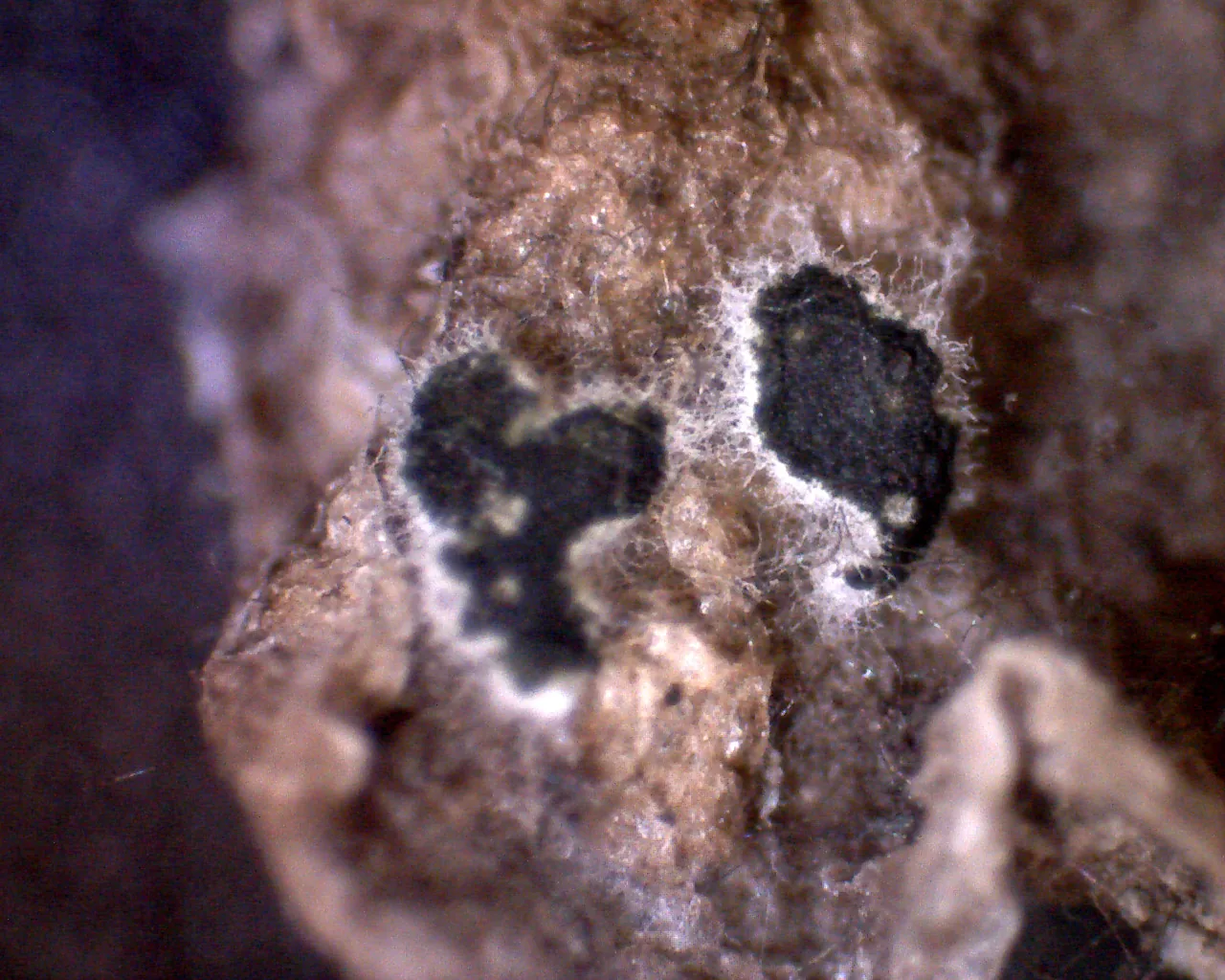 Myrothecium lachastrae (Myrothecium lachastrae) — photo mycologique