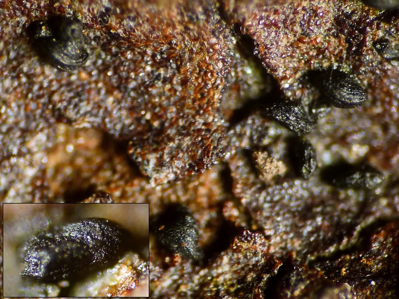 Mytilinidion californicum (Mytilinidion californicum) — photo mycologique