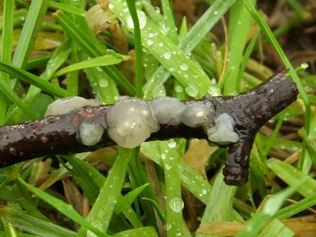 Myxarium mesomorphum (Myxarium mesomorphum) — photo mycologique