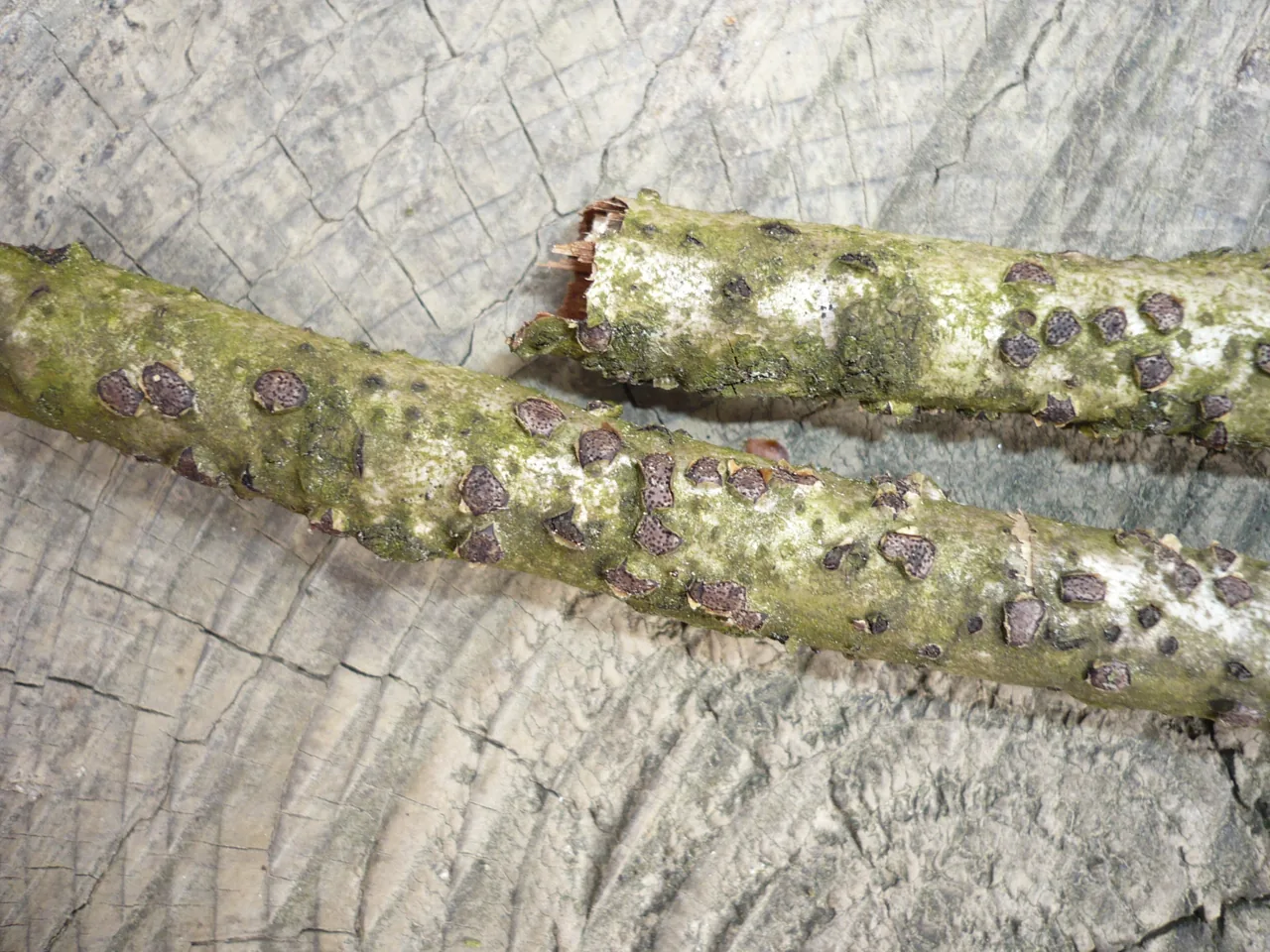Myxosporium necans (Myxosporium necans) — photo mycologique