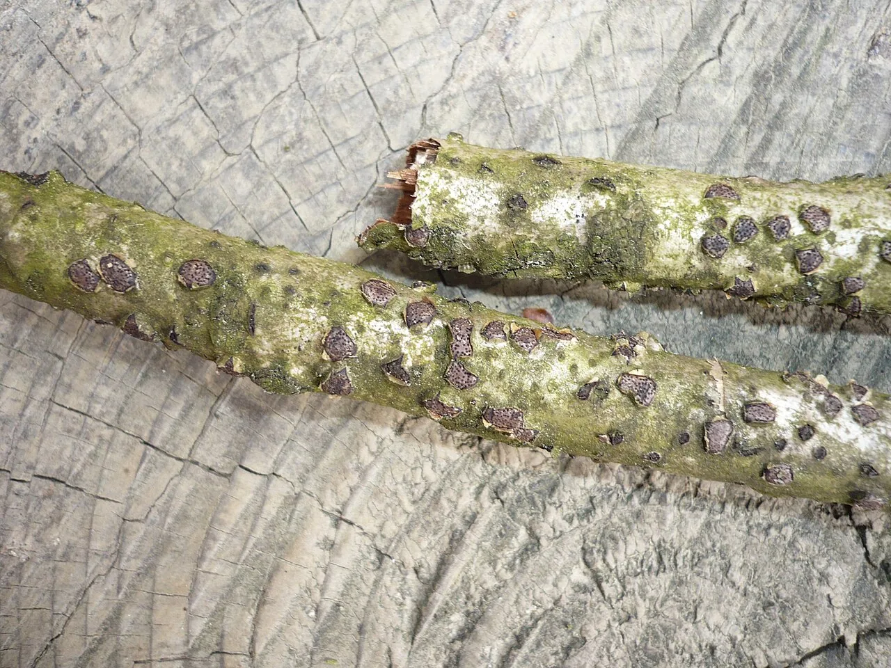 Myxosporium rosae (Myxosporium rosae) — photo mycologique