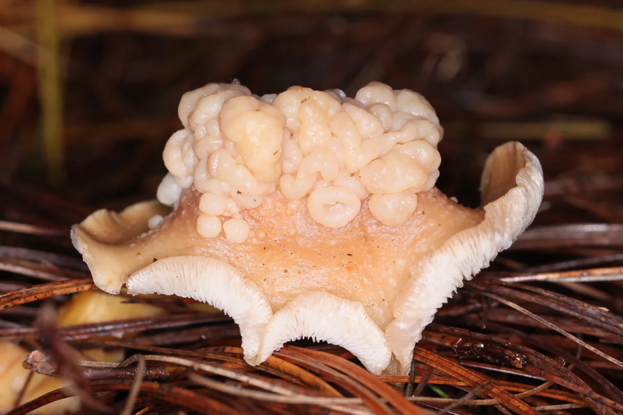 Naganishia vishniacii (Naganishia vishniacii) — photo mycologique