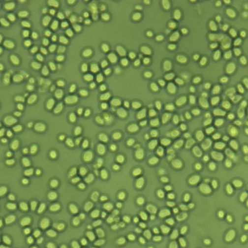 Nakaseomyces glabratus (Nakaseomyces glabratus) — photo mycologique