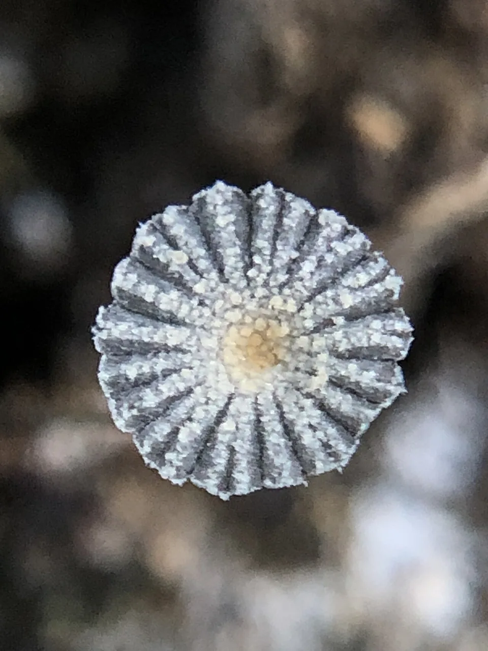 Narcissea cardiaspora (Narcissea cardiaspora) — photo mycologique