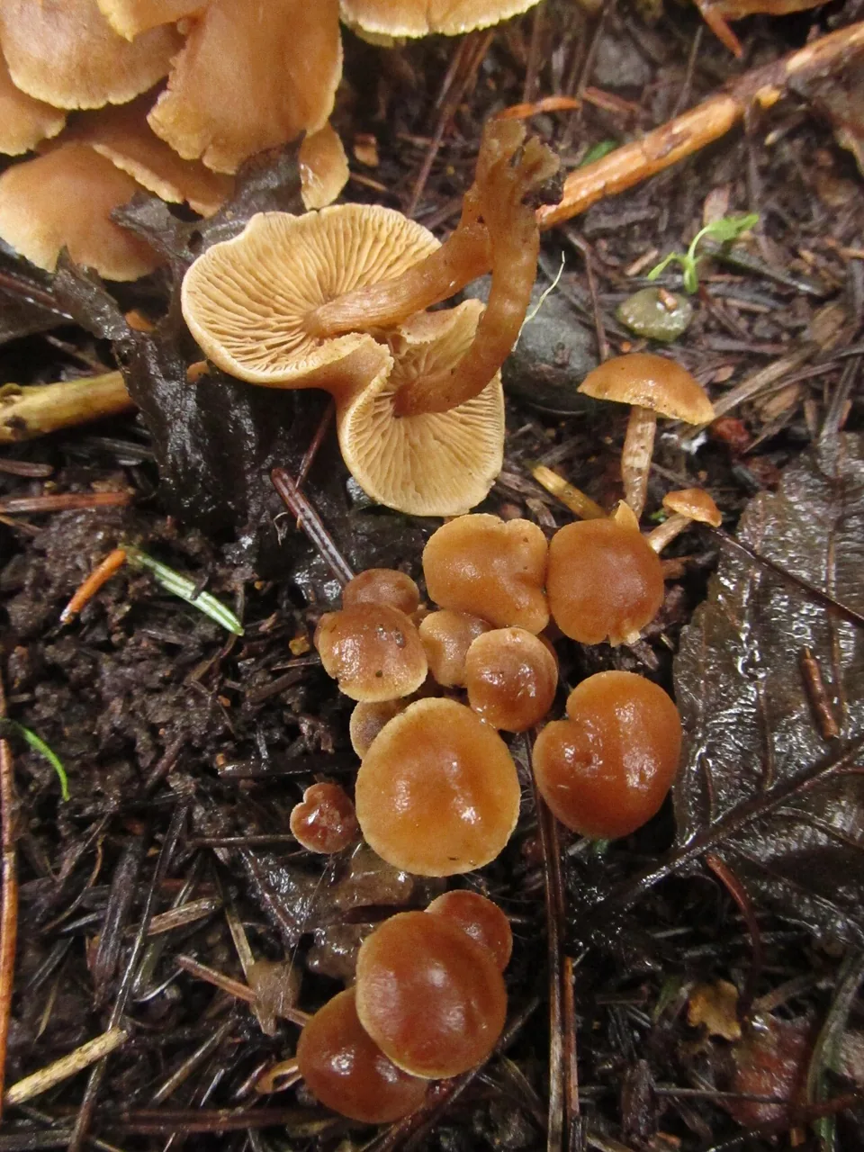 Naucoria appendiculata (Naucoria appendiculata) — photo mycologique