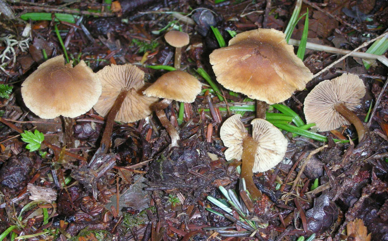 Naucoria escharioides (Naucoria escharioides) — photo mycologique
