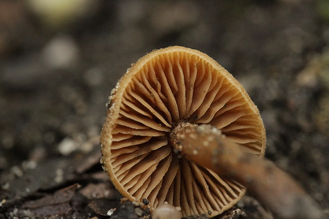 Naucoria subconspersa (Naucoria subconspersa) — photo mycologique