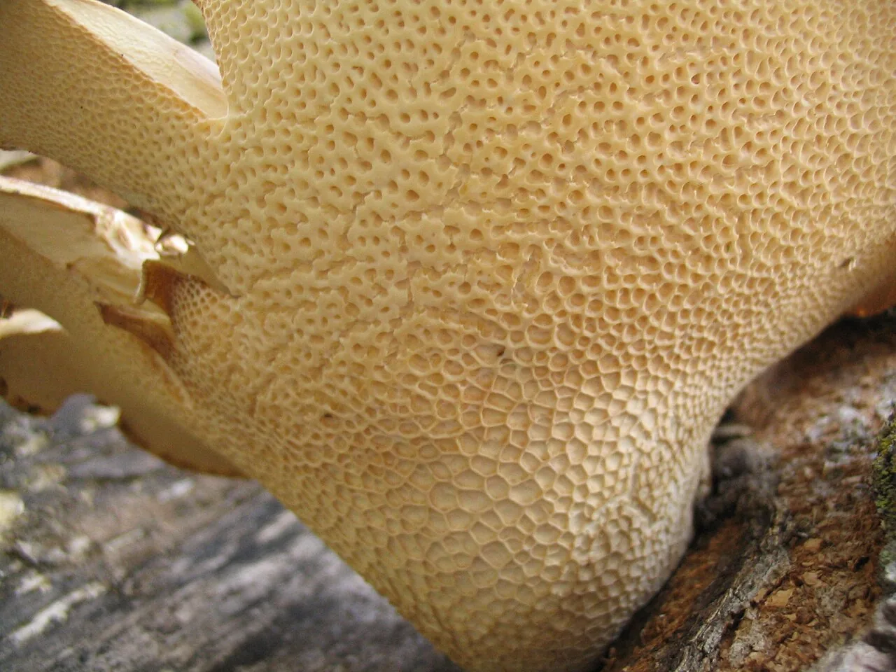Navisporus resupinatus (Navisporus resupinatus) — photo mycologique