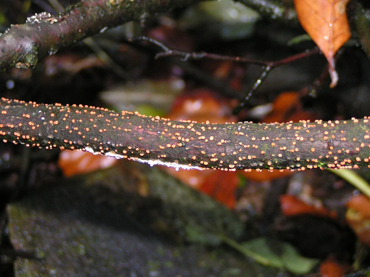 Nectria lugdunensis (Nectria lugdunensis) — photo mycologique