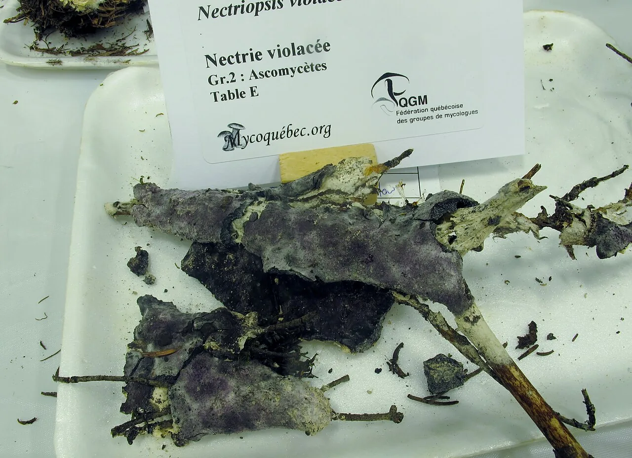 Nectriopsis exigua (Nectriopsis exigua) — photo mycologique