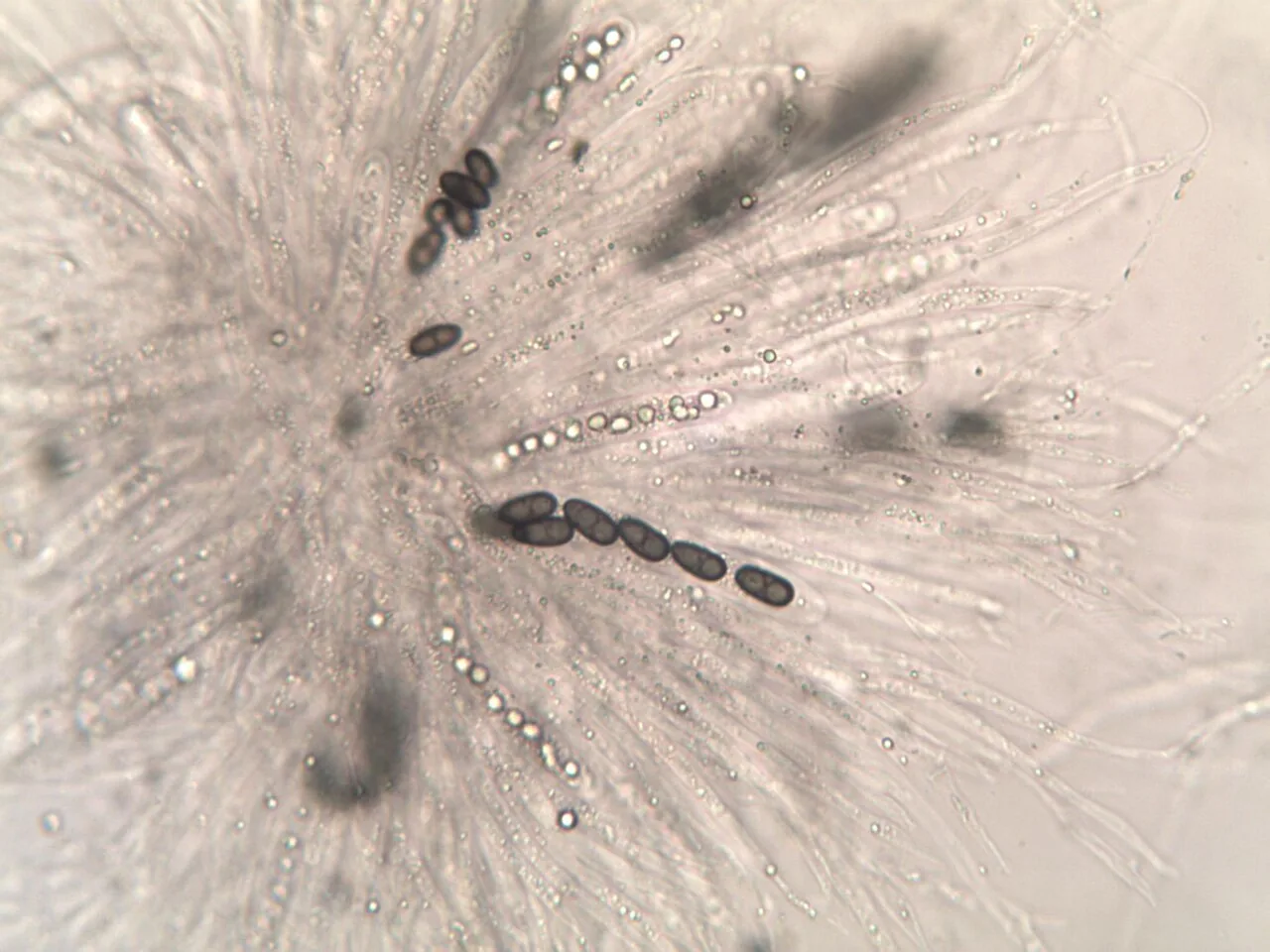 Nemania cyclobalanopsina (Nemania cyclobalanopsina) — photo mycologique